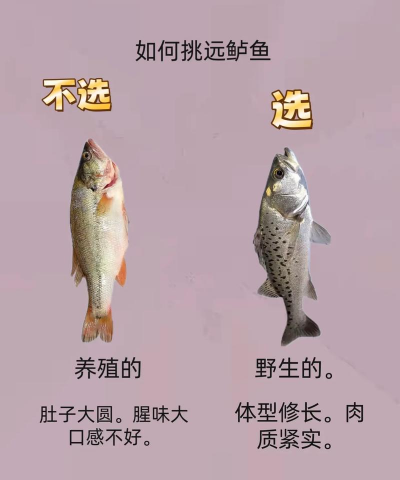 鲈鱼养殖基地，选址要点，管理技巧