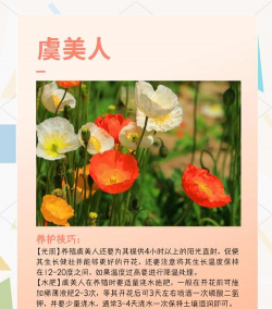 花卉的概念，理解植物之美，探索自然与人文