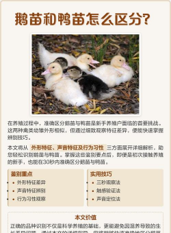 鹅的养殖，新手入门，常见问题解答