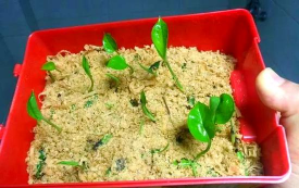 用锯末养花好吗,了解利弊,掌握正确方法 用锯末养花好吗,了解利弊,掌握正确方法