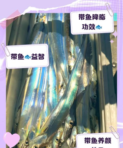 带鱼养殖,技术要点,市场前景 带鱼养殖,技术要点,市场前景