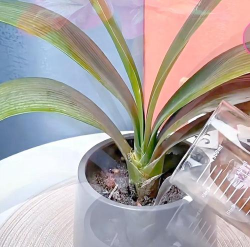 养花不好的人煞气多，养花常见问题，如何化解煞气