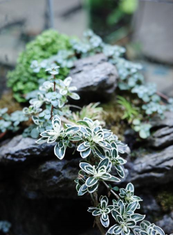 家里阳光不足怎么养花，选对植物种类，掌握养护技巧