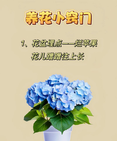 养花的网站，新手入门指南，实用技巧分享
