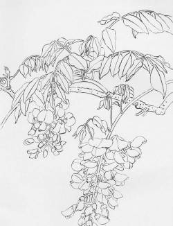 家里阳光不足怎么养花，选对植物种类，掌握养护技巧