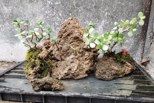 家里阳光不足怎么养花，选对植物种类，掌握养护技巧