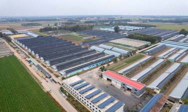 家里阳光不足怎么养花，选对植物种类，掌握养护技巧