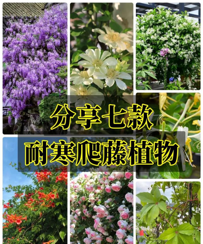家里阳光不足怎么养花，选对植物种类，掌握养护技巧