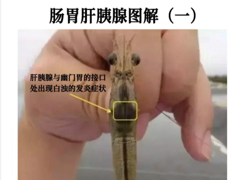 家里阳光不足怎么养花，选对植物种类，掌握养护技巧