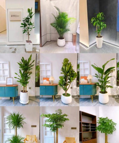 家里阳光不足怎么养花，选对植物种类，掌握养护技巧