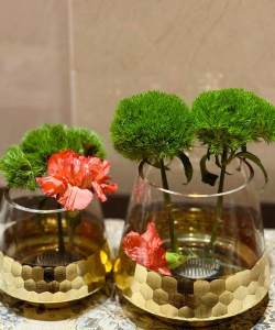 家里阳光不足怎么养花，选对植物种类，掌握养护技巧