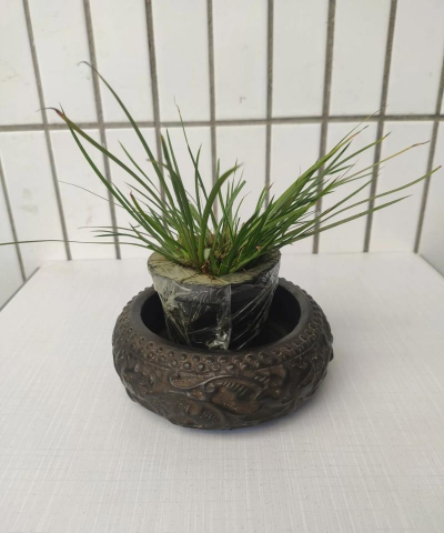 家里阳光不足怎么养花，选对植物种类，掌握养护技巧