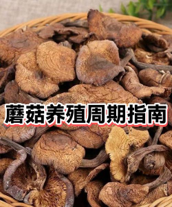 家里阳光不足怎么养花，选对植物种类，掌握养护技巧