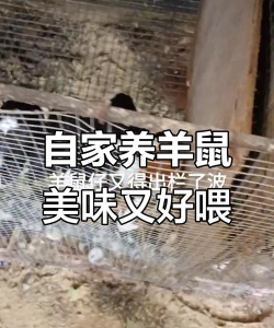 家里阳光不足怎么养花，选对植物种类，掌握养护技巧