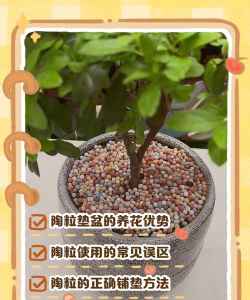 家里阳光不足怎么养花，选对植物种类，掌握养护技巧