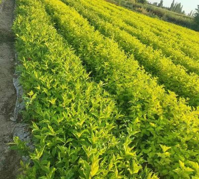 小众送妈妈的花有哪些花