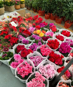 家里阳光不足怎么养花，选对植物种类，掌握养护技巧