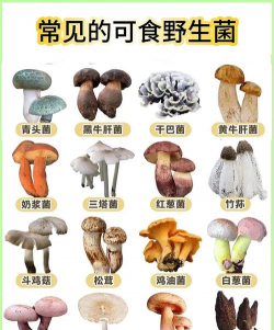 家里阳光不足怎么养花，选对植物种类，掌握养护技巧