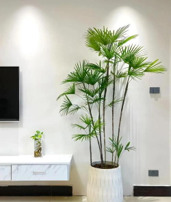 家里阳光不足怎么养花，选对植物种类，掌握养护技巧