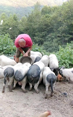 土猪养殖，提升肉质品质，增加养殖收益