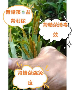 采养花麦肾，怎么用才有效，听听过来人经验