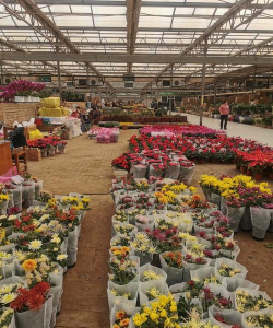 郑州双桥花卉市场，鲜花绿植选购，周末休闲好去处