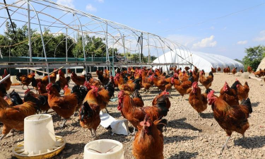 家里阳光不足怎么养花，选对植物种类，掌握养护技巧