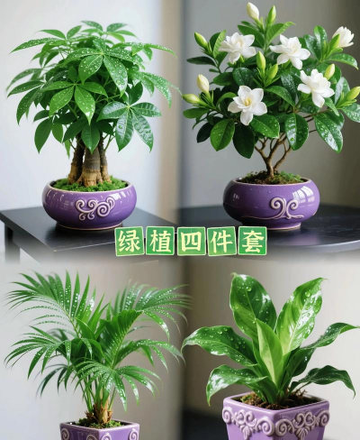 家里阳光不足怎么养花，选对植物种类，掌握养护技巧