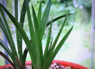 家里阳光不足怎么养花，选对植物种类，掌握养护技巧