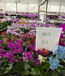 家里阳光不足怎么养花，选对植物种类，掌握养护技巧