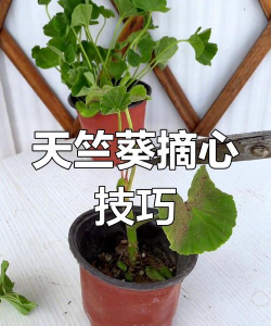 家里阳光不足怎么养花，选对植物种类，掌握养护技巧