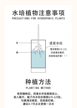 家里阳光不足怎么养花，选对植物种类，掌握养护技巧