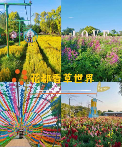 家里阳光不足怎么养花，选对植物种类，掌握养护技巧