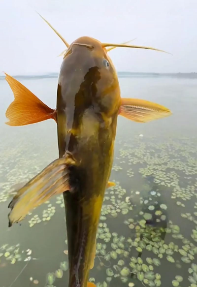 家里阳光不足怎么养花，选对植物种类，掌握养护技巧