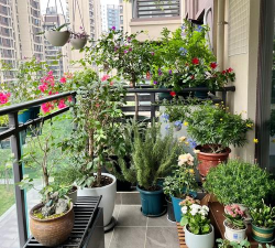 空调外机养花图，创意绿化，实用技巧分享