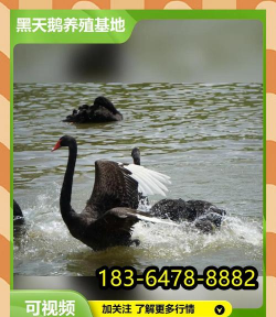 天鹅养殖，技术要点，效益分析