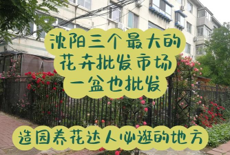 沈阳花卉批发市场，价格实惠，品种丰富