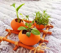 鸡蛋皮能养花吗，废物利用，家庭园艺小妙招