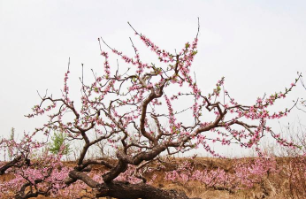 小众送妈妈的花有哪些花