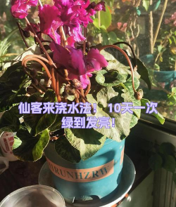 小众送妈妈的花有哪些花