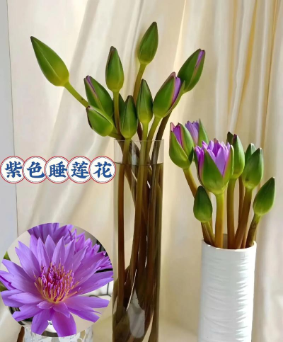 小众送妈妈的花有哪些花