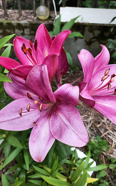 小众送妈妈的花有哪些花