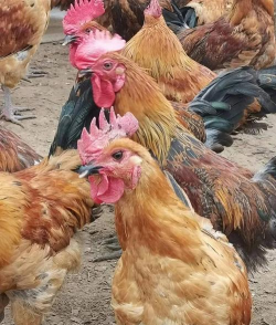 小众送妈妈的花有哪些花