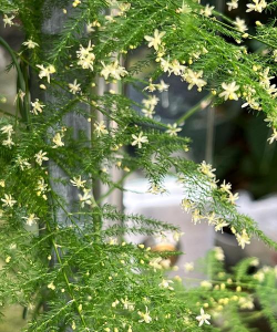 小众送妈妈的花有哪些花