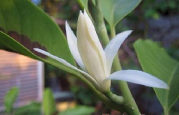 家里为什么不能种黄桷树