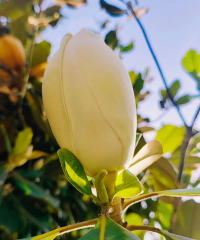 小众送妈妈的花有哪些花