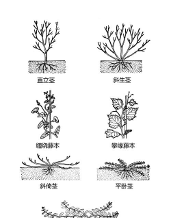 小众送妈妈的花有哪些花