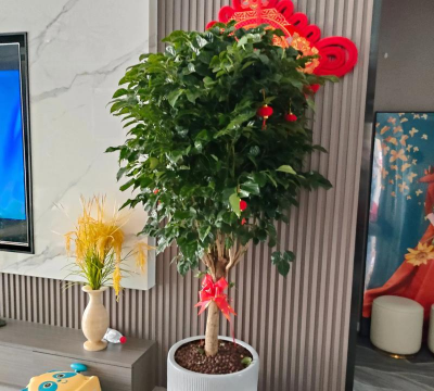 小众送妈妈的花有哪些花