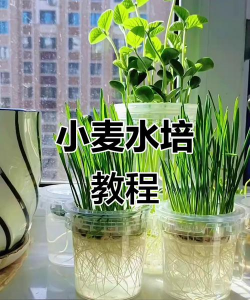 水培麦芽种植技术