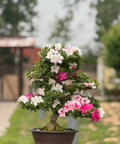 小众送妈妈的花有哪些花